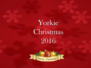 101 reactions · 19 shares | Another Yorkie Christmas Video. | Yorkies Care | Facebook