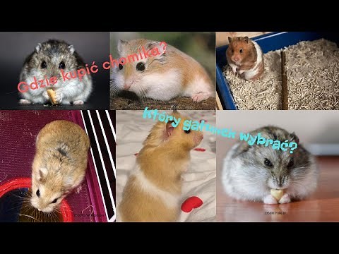 Jakiego chomika wybrać?