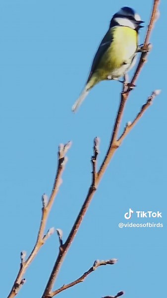 An Eurasian Bluetit checking out the buds on a willow tree. Video taken 09 March 2026. Although Bluetits do often eat buds, especially in early spring, they also search for tiny insects and grubs amongst them. The Eurasian blue tit (Cyanistes caeruleus) is a small, colourful passerine bird in the tit family, Paridae. It is one of the most recognisable garden birds in the UK and Europe, known for its agile, acrobatic behaviour and bright plumage. #gardenbirdsoftiktok #gardenbirds #birdlovers #bir