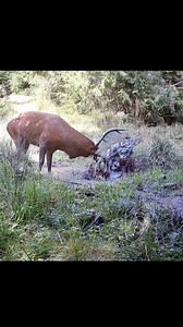 Jelen Slovakia #nature #slovakia #wildlife #naturephotography #wild #priroda #wildlifephotography #deer | Jan Jakub