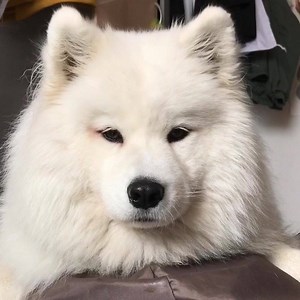 6.1M views · 56K reactions | How to get your dog eating veggies  | Maya Polar Bear | Facebook