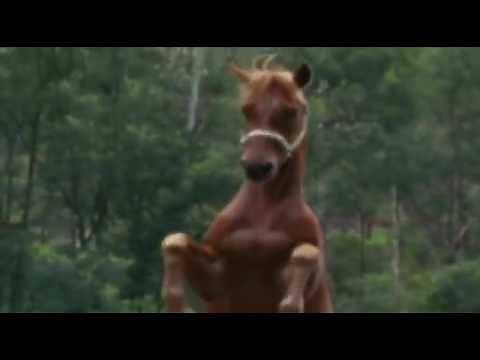 Horse vs Venomous Snake