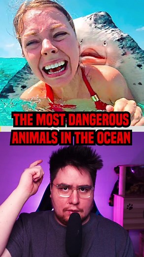 Most Dangerous Animals In The Ocean - Jaw-Dropping Facts Revealed!