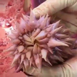 Ever wondered what the inside of a sea turtle's throat looks like? Probably not, but we'll show you anyway because it's amazing - as well as grim. This video from the autopsy of a loggerhead turtle was posted on Instagram by user Laura C. It shows the incredible mechanism the marine reptile uses every time it eats. The extracted esophagus looks more like an exotic plant before it is squeezed to reveal hundreds of fleshy teeth-like bumps called papillae on the inside and out. The papillae in the 