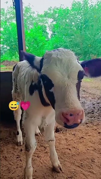 Cow Breeding Guide/ Buffalo dairy farm | Dairy Farming Techniques #cow #dairyherd #shotrs