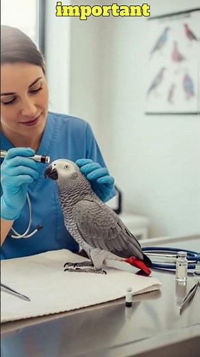 African Grey Parrot Care Guide