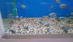 50 % off closeing down sale | Aquarium Warehouse PTY LTD