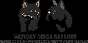 Cachorros Shiba Inu México | Victory Dogs Breeder
