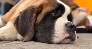 Beethoven Was The '90s Most Popular Movie Dog