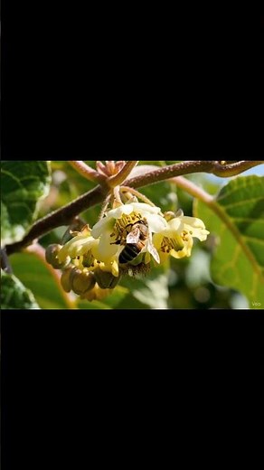 Kiwi Farming Explained for Kids! Nature & Farm Learning