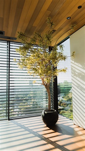 A stunning Song of India in a Mexican Terracotta sphere planter, soaking in the LA sun 🕶️☀️ | The Plant Daddies