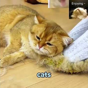 Cats actually lean against the air conditioner!#animals #pets #pet #cuteanimalsdaily #cat