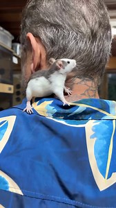 70K views · 1.4K reactions | Essa é a cadeia alimentar que precisamos aceitar #serpentes #cobras #roedores #animais | Richard Rasmussen | Facebook