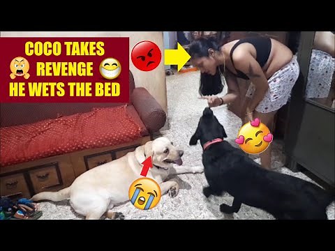 COCO TAKES REVENGE | COCO WETS THE BED | MUM'S ANGRY | WATCH THE FUNNY VIDEO TILL THE END | 🤣💖😂🤣💖😂🤣💖