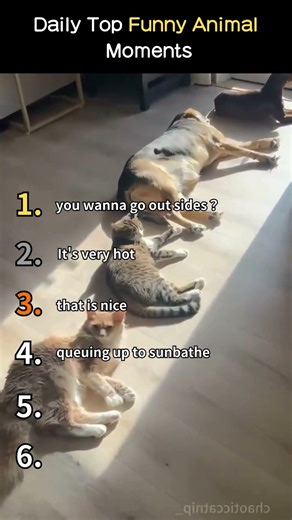 Cats hate winter😿❄️#cats #lovecats #catvideos #catlover #catshorts #CatShorts #cat