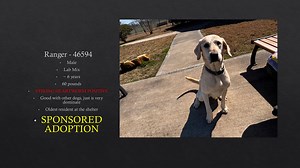 1.3K views · 26 reactions | We have had some animal movement so we have updated our adoptable animal's video! | City Of La Porte, TX Adoption Center & Animal Shelter | Facebook