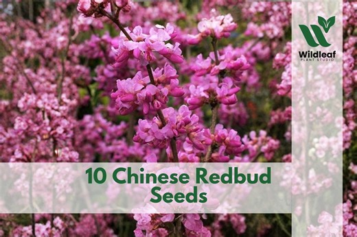 10 Chinese Redbud Seeds – Cercis Chinensis Tree - Etsy