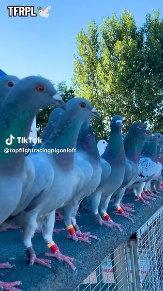 Understanding Pigeon Racing Techniques and Tips