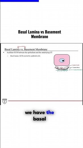 Basal Lamina vs Basement Membrane