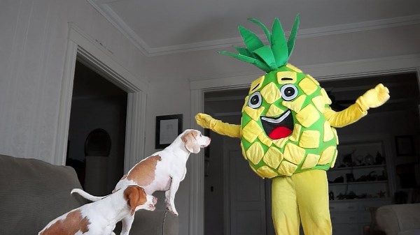 Funny Dogs vs Giant Pineapple Prank: Funny Dogs Maymo & Potpie