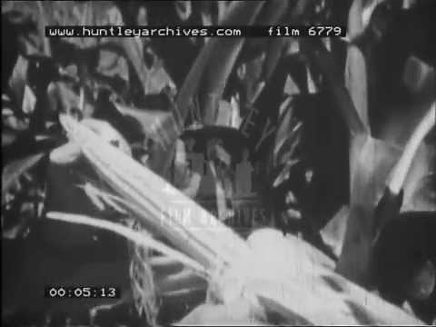Agriculture in Southern Rhodesia, 1950's - Film 6779