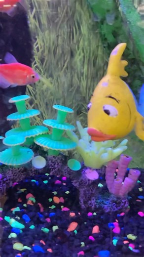 Putting a fake fish in the aquarium get the reactions of real fishes