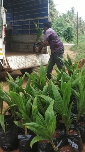 4.4K views · 65 reactions |  Tiptur Tall Coconut Plants Loading Now!...