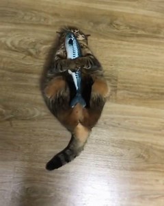 The poor stuffed fish is no match for this fierce predator! 🐱 | Pulptastic