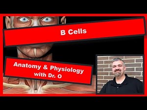 B Cells and Plasma Cells: Anatomy and Physiology