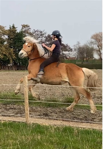 De avonturen van een Haflinger pony