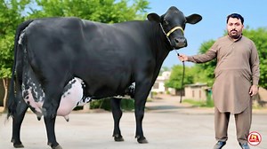 Taj Dairy Farm | Girlando Cow | Cow For Sale In Punjab | 50 KG Dodh Wali Gay | Jhang Janwar Mandi #cowvideos #cows #cowfarm #cowfarming #jhangjanwarmandi #dairyfarming #dairyfarm #newvideo Cow for sale near me Dairy cow for sale Pakistan Milking cow price in Pakistan Jersey cow price today Friesian cow price in Pakistan HF cow price in Punjab Best milking cow breed Cross breed cow for sale Fresh calved cow for sale Heavy milk cow for sale Dairy animals for sale Cow for sale in Multan Dairy farm 