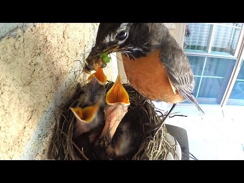 Baby birds getting fed by mommy robin