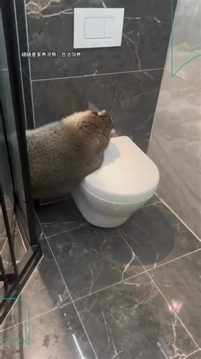 Viralizou na web um vídeo de um guaxinim caindo no banheiro. 🦝 O animal tenta subir na privada, mas não aguenta o próprio peso e cai de barriga para cima. Nos comentários, os internautas ficaram encantados com tamanha fofura: "Ele é adorável!", disse um. Assista! ➡️ Veja mais em R7.com. #PortalR7 #R7 (🎥: Reprodução/Instagram/chenghao8539) | Portal R7