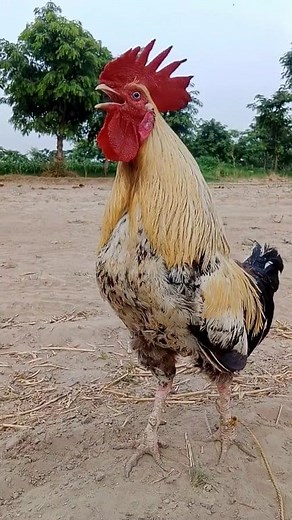 rooster chicken hen crowing sound in the village morning. chicken crowing sound. rooster sound video. #shorts​ #shamo​ #amroha​ #call​ #alarm​ #sound​ #rooster​ #chicken​ #murga​ #murgi​ #chicken​ #hen​ #cock | Wild BIRDS