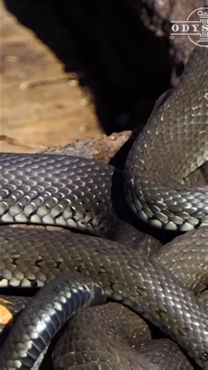 Stone avenues in Avebury, Brittany, and Cornwall may mark telluric earth energy currents. Crossing points often sit at the center of the complex, naturally congregating on hilltops. Could this reveal the origins of geomancy and earth energy science? #EarthEnergy #Geomancy #AncientSites #Avebury #TelluricCurrents | Odyssey - Ancient History