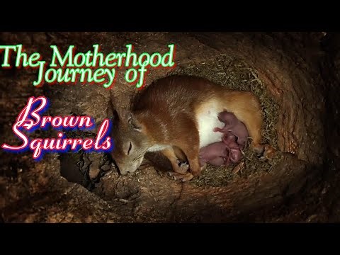 The Motherhood Journey of Brown Squirrels