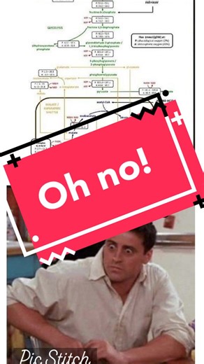 Understanding Cellular Respiration in AP Biology: The Basics Explained