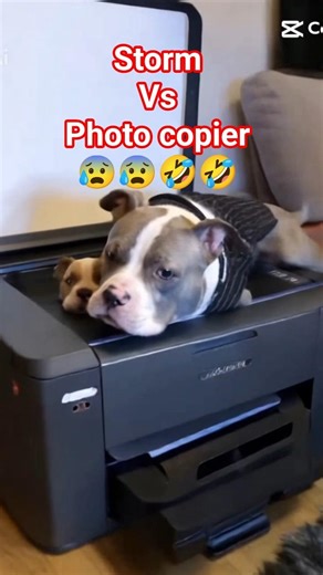 Storm vs photo copier #doggielife #cutedog #funnydogvideo #stormbullyboymiltonkeynes