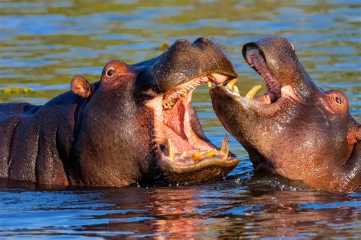 The Incredible Reason Hippos Have Red Sweat