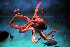 ▷ Pulpo » Características, Alimentación, Hábitat, Reproducción, Depredadores