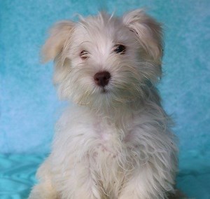 85 dogs rescued from Chatham County puppy mill ready for adoption