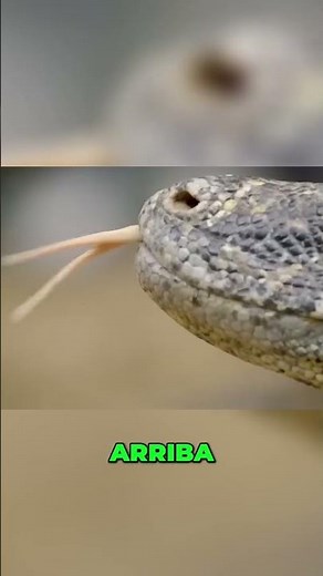 ¡Increíbles criaturas! Explorando la vida de los reptiles en su hábitat natural