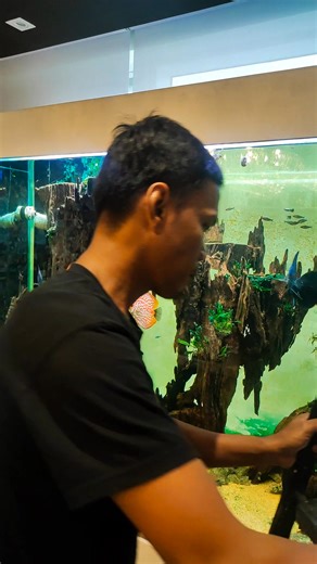 Discus tank Maintenance Day | CHASE Aquatics