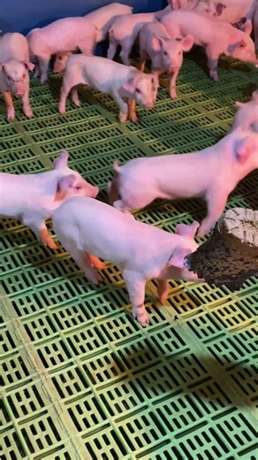 Pig fights #pig #pigfeed #highlights #agriculturebusiness