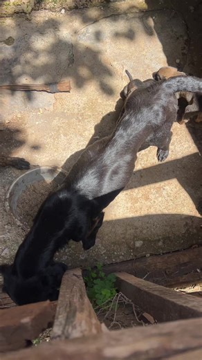 The Heartbreaking Truth About Adopting a Labrador