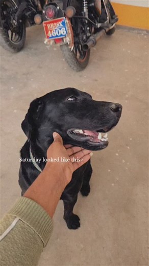 Manish Bharti on Instagram: "❤️❤️ #instagram #instavideo #doglover"