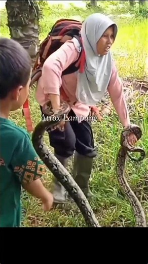 python coiled when about to be released #snake #bigsnake #animals