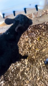 Epileptic Calf | Farm 4 Life