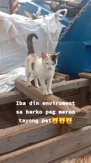 Happy crew with Chief Miming the sea cat. #chiefmiming #catsoftiktok #cats #catlover #fyp #petlover