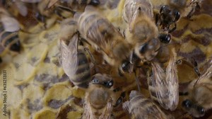 Bees family working on honeycomb in apiary. Life of Carniolan honey bee in hive